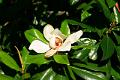 magnolia grandiflora